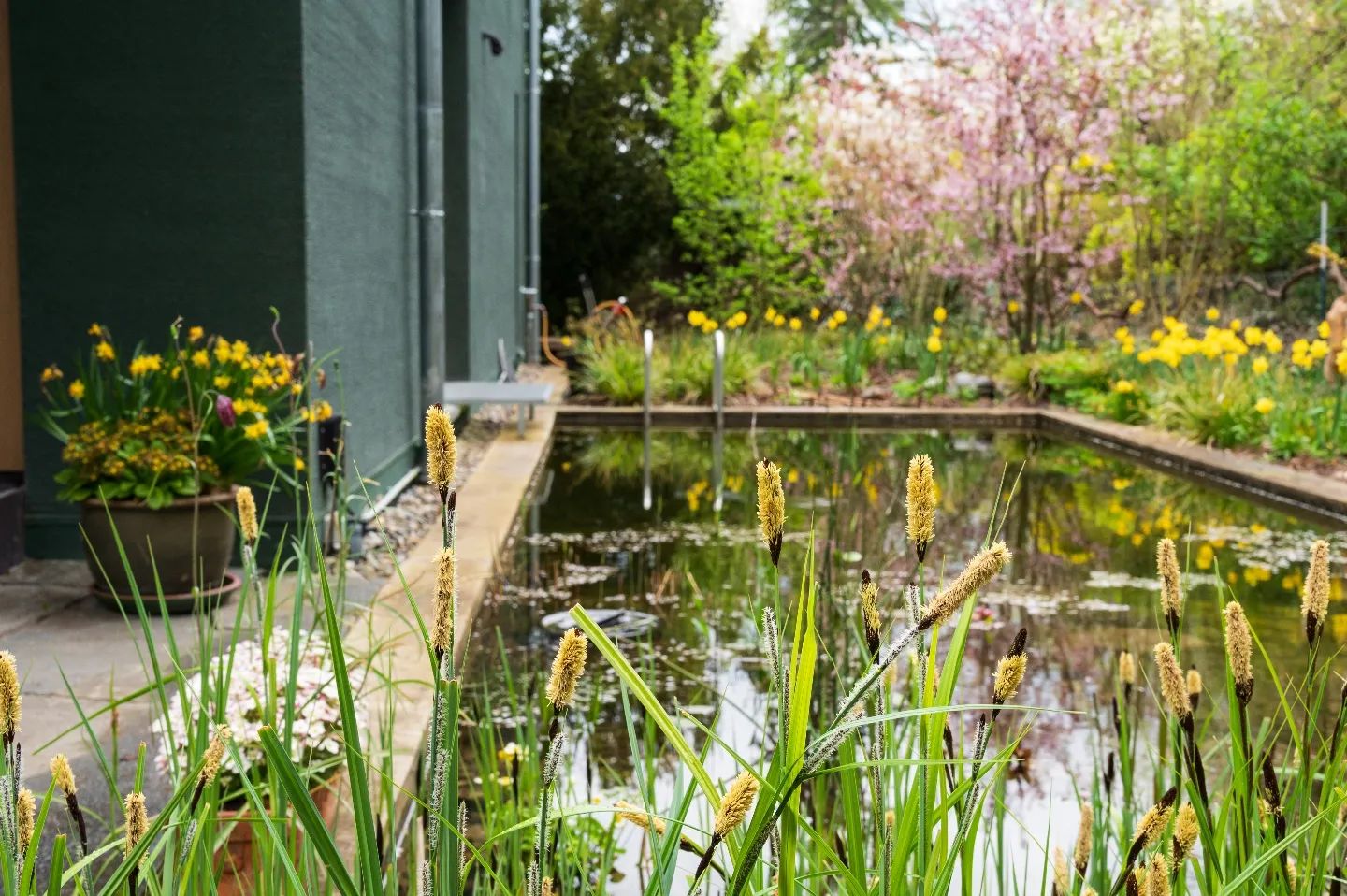 Naturnaher Gartenteich mit Gräsern und Frühjahrsblühern
