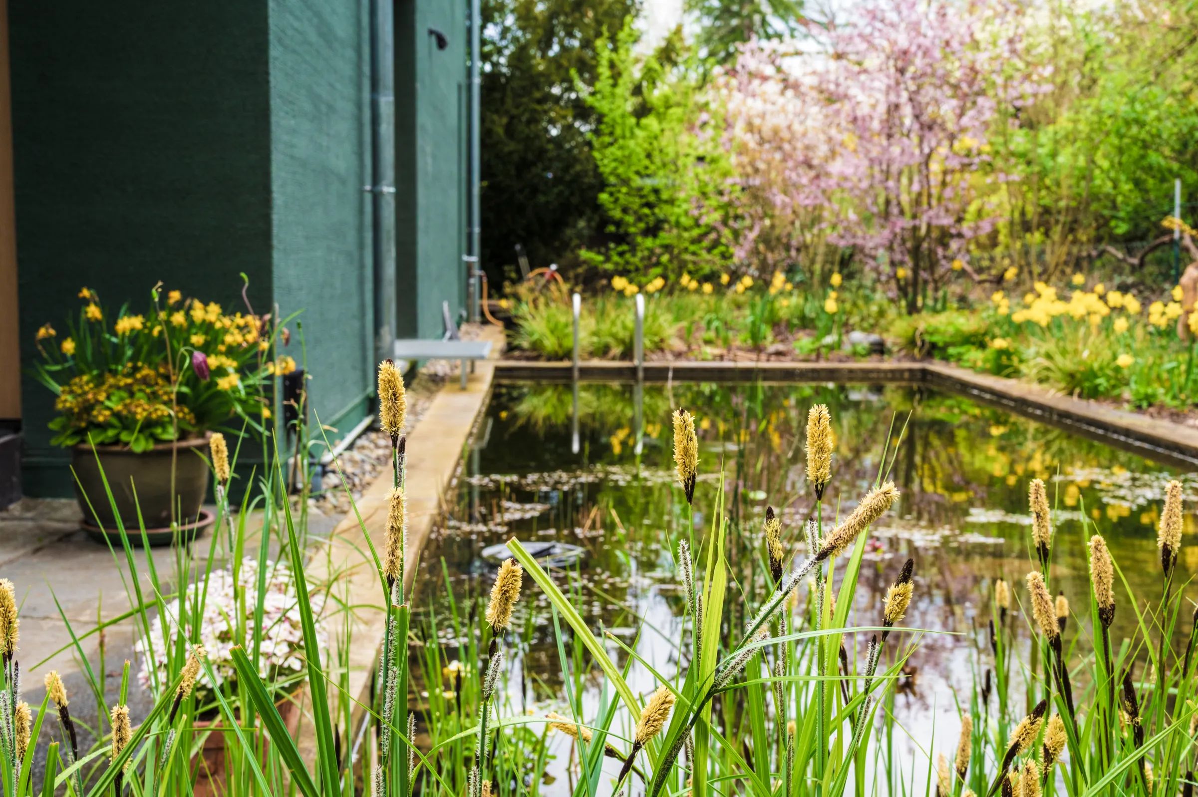 Gartenteich mit Lampenputzergras und blühenden Narzissen