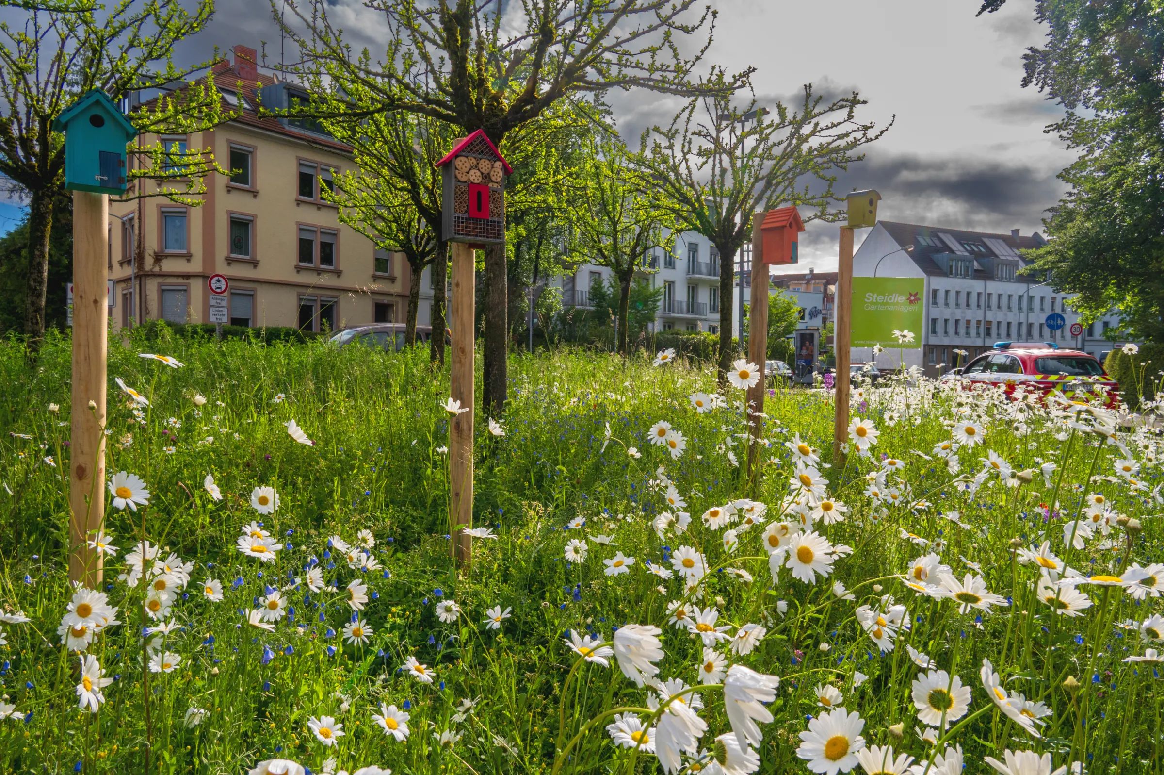 Blumenwiese mit Margeriten und Kornblumen